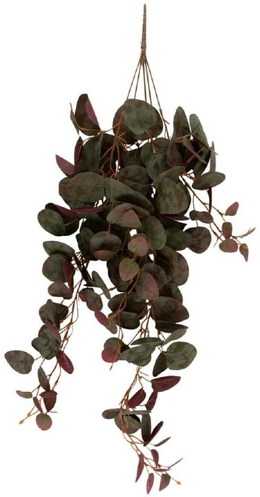 Actual product image present time Hanging Ceropegia (78.70 cm)