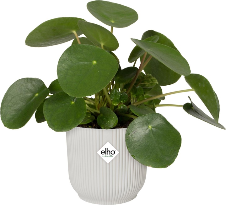 Produktbild Elho Vibes Fold (16.10 cm)