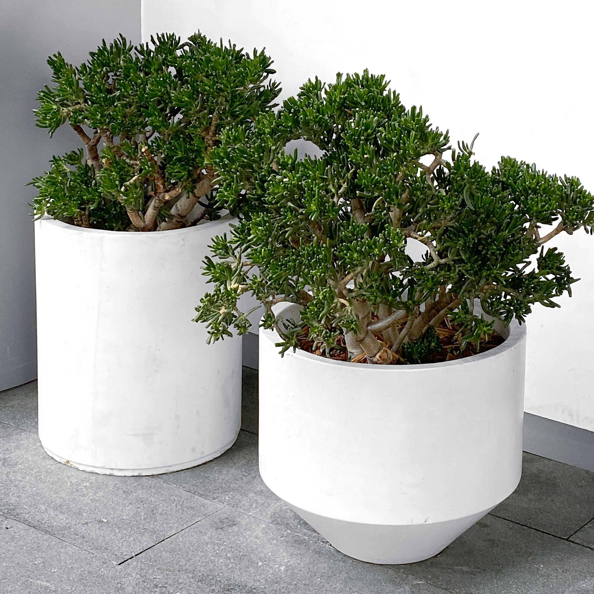 Thumbnail - Plant in a Box, Pflanzen, Crassula ovata Minor - Jadepflanze (60 cm)