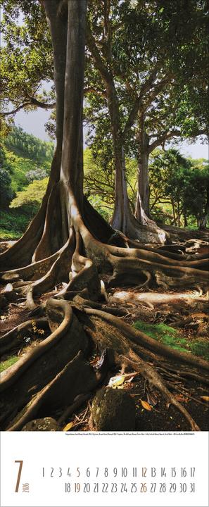 Immagine prodotto Bäume2026 (28,5 x 69 cm)