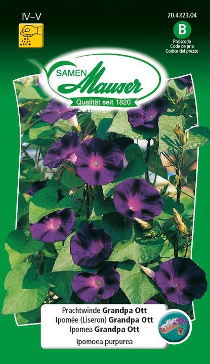 Samen Mauser Prunkwinde Grandpa Ott (Pflanzensamen)