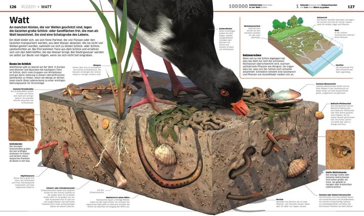 Actual product image Wissen. Ozeane (German, John Woodward, Derek Harvey., Nicola Temple, 2021)