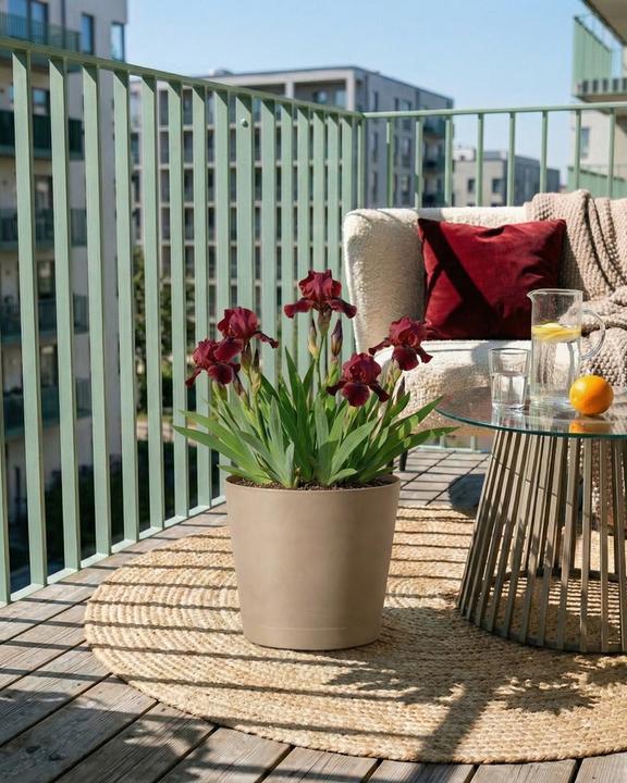 Produktbild feey Iris (rot) (100 cm)