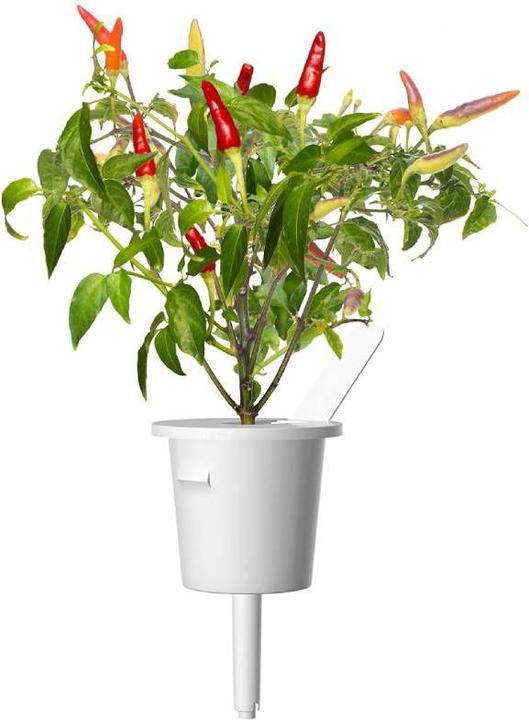 Actual product image Click and Grow Chili (Vegetable seeds)