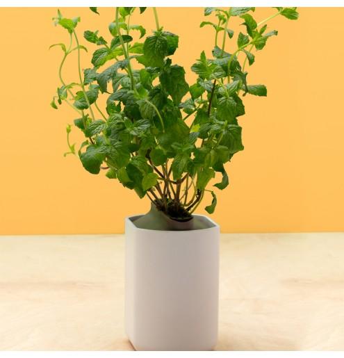 Image du produit Prêt à Pousser Menthe marocaine (Graines d'herbes aromatiques)