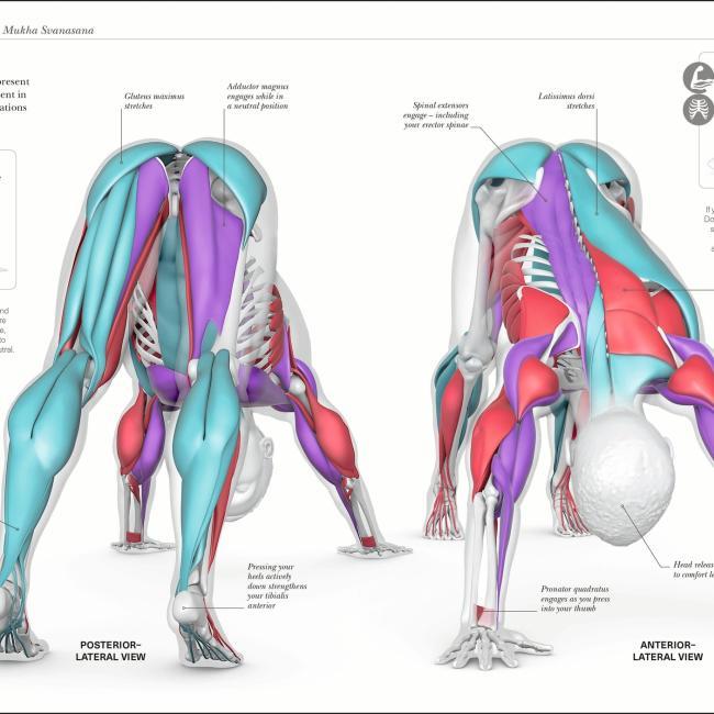Produktbild Science Of Yoga (Englisch, Ann Swanson, 2019)