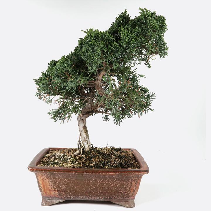 Immagine prodotto Bonsai.ch Juniperus Kyushu Wacholder cm (22 cm)
