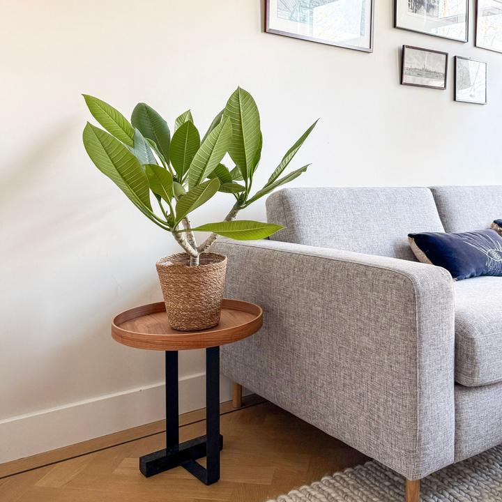 Produktbild Plant in a Box Plumeria rubra - (45 cm)