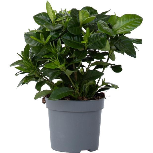 Plant in a Box, Pflanzen, Gardenia Jasminoides - Gartenien (30 cm)