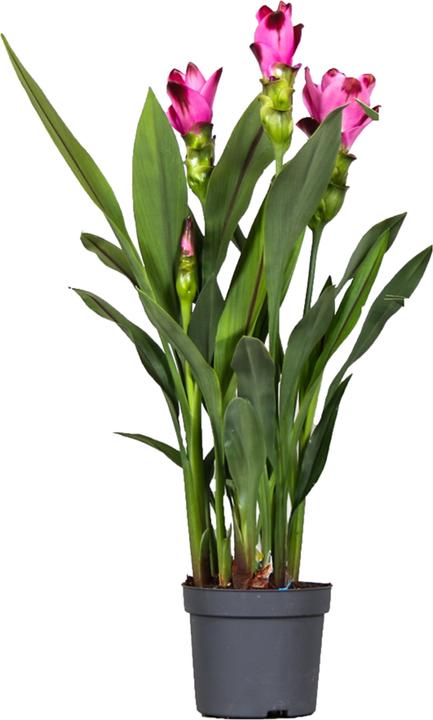 Plant in a Box Curcuma alismatifolia 'Siam Splash' - Kurkumen
