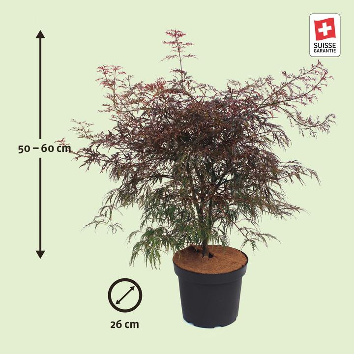 Image du produit Zulauf Japanischer Fächer-Ahorn / Acer palmatum 'Garnet' (60 cm)