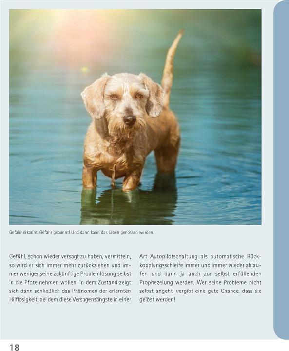 Produktbild Mein Hund hat Angst (Deutsch, Udo Ganslosser, Petra Krivy, 2024)