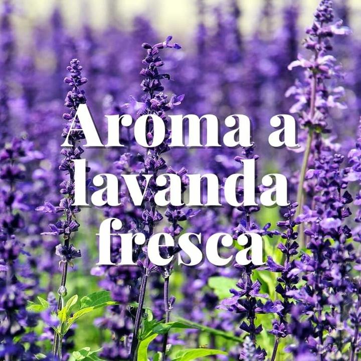 Produktbild Orion Mottenfrei