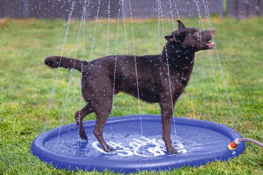 Image du produit Beeztees Bz Tapis D'Arrosage Stay Cool Bl (Piscine pour chiens)