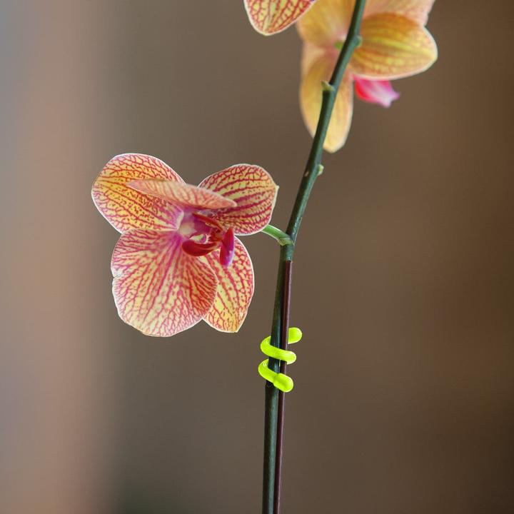 Produktbild Nite Ize Gear Tie (Kunststoffkabelbinder, 76.20 mm, 4 Stk.)