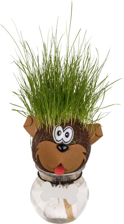 Image du produit Out of the blue Tête d'herbe dans les conteneurs Chien