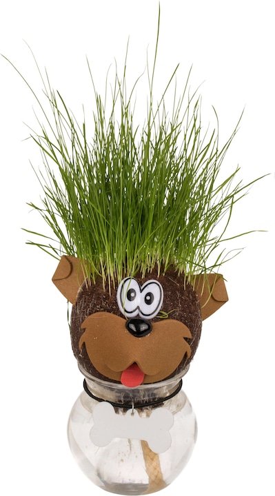 Actual product image Out of the blue Grass head in container dog