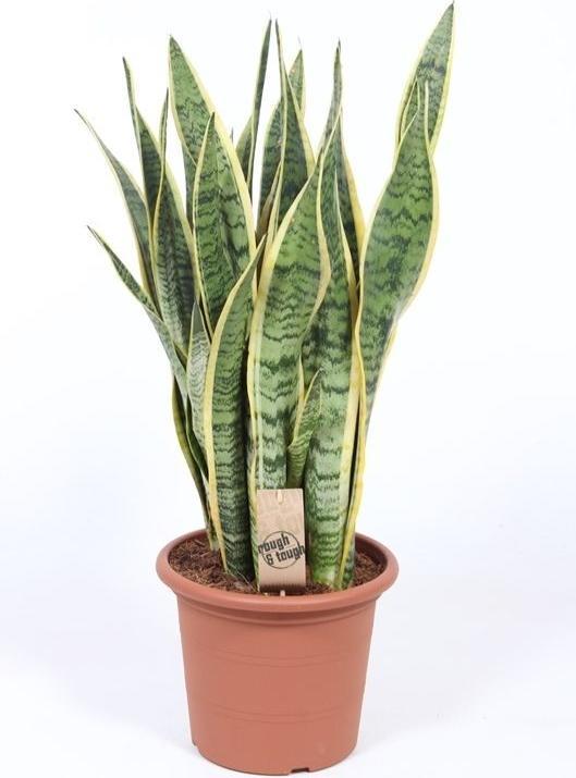 Immagine prodotto Fresca-Plant Sanseveria Laurentii (27 cm)