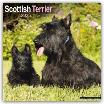 Produktbild Avonside Publishing Ltd:Scottish Terrie (305 x 305 mm, Deutsch)
