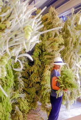 Produktbild Sonnentor Griechischer Bergtee (40 g)