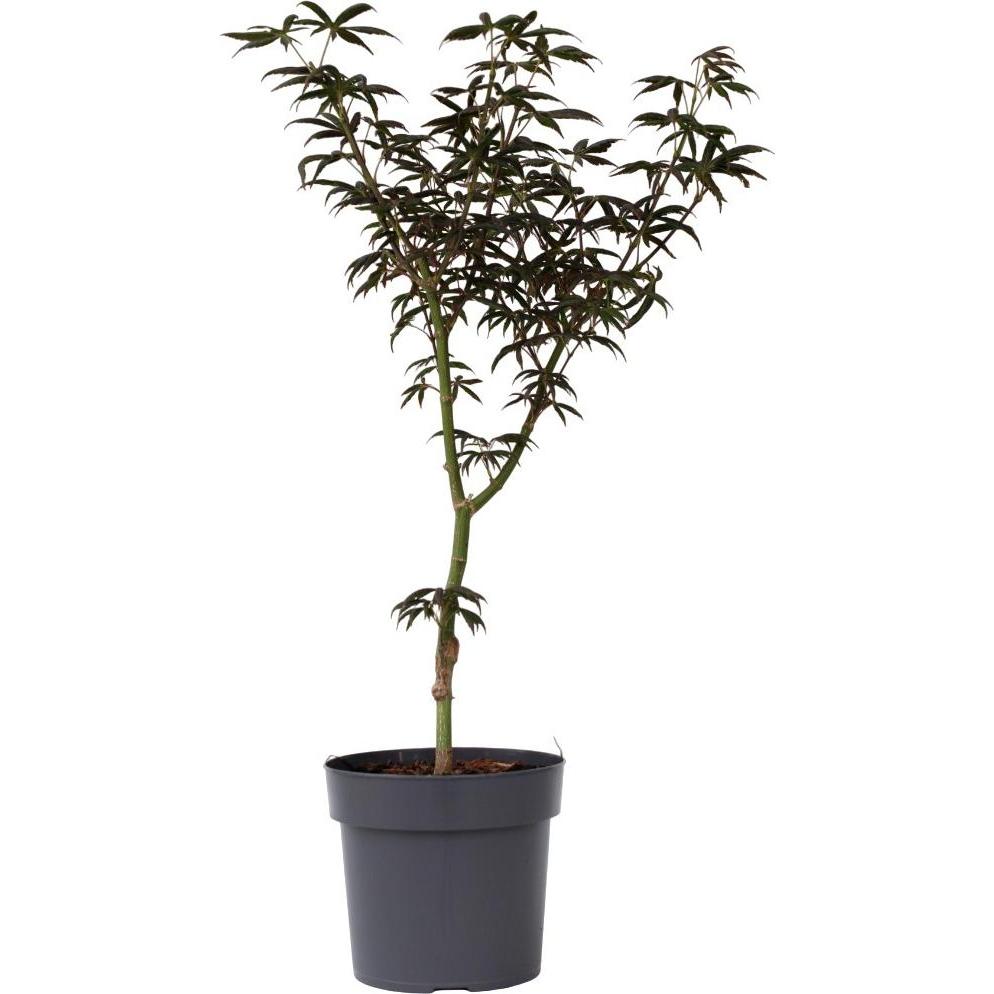 Plant in a Box, Pflanzen, Acer palmatum 'Starfish' - Ahorn Baum (60 cm)