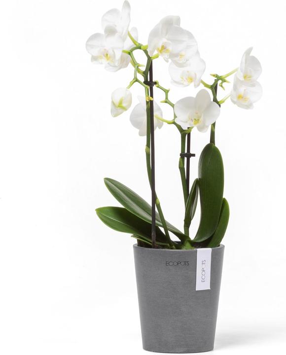 Produktbild Ecopots Morinda