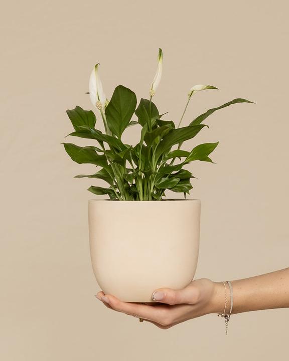 Actual product image feey Einblatt (25 cm, Freshly repotted)