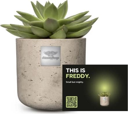 Männerpflanze Das ist Freddy (Echeveria) (15 cm)