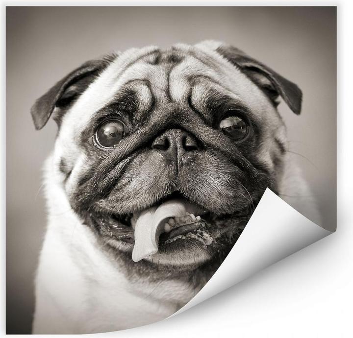 Actual product image Trenddeko Lovable pug (90 x 90 cm)