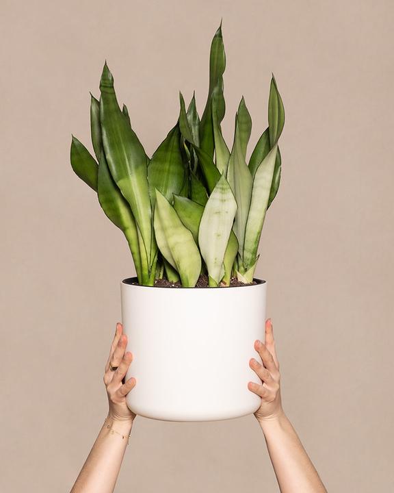 Immagine prodotto feey Grosse Moonshine (55 cm, Appena rinvasata)