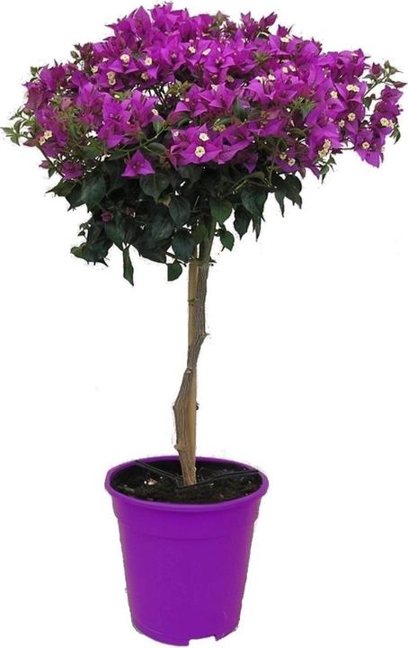 Image du produit Plant in a Box Bougainvillée 'Alexandra' - (50 cm)