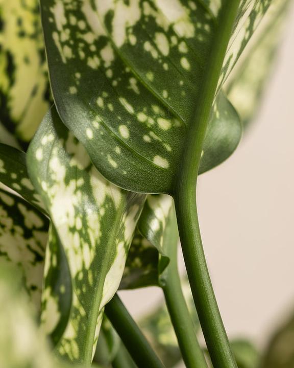 Produktbild feey Aglaonema Kiwi (25 cm, Frisch umgetopft)