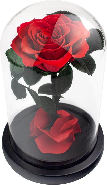 JTI Rosa grande in un vaso a campana di vetro - rosso (1x)