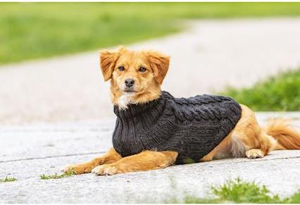 Produktbild Chiara Pullover Jade (25, Hundepullover)