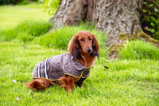 Image du produit Beeztees Manteau de pluie pour chien Seja (XL, Imperméable pour chien)