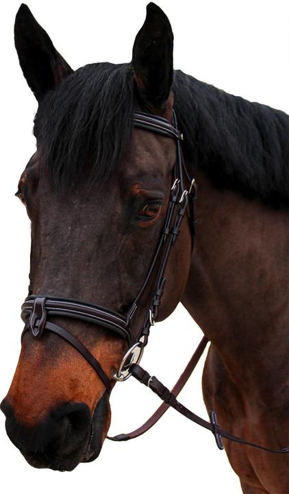 Image du produit Canter Nino