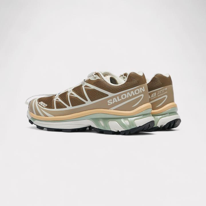 Brun coyote, Safari, Soleil du Sahara