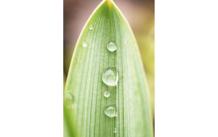 Produktbild Dörr Festbrennweite Makro 60mm f2.8 MFT (Micro Four Thirds, Micro Four Thirds)