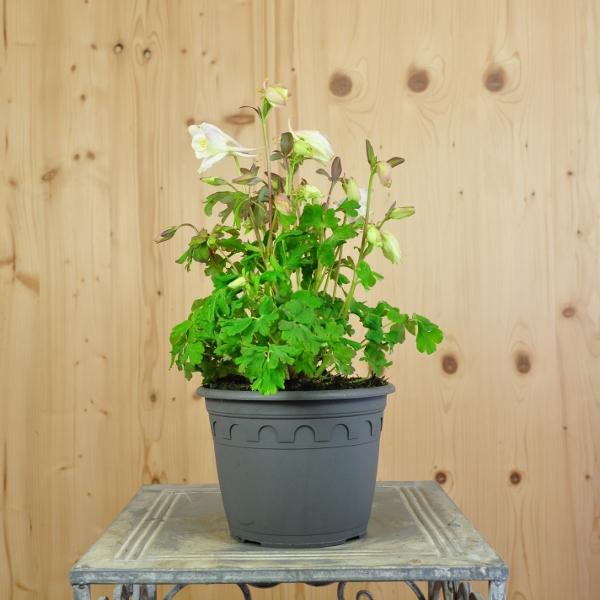 Produktbild Säntispracht 2 er Set, Gemeine Akelei, die alljährliche Frühlingsfreude  - Aquilegia vulgaris White (50 cm)
