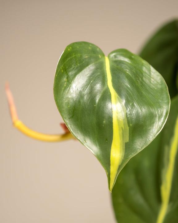 Image du produit feey Philodendron scandens Brasil (15 cm, Fraîchement rempotés)