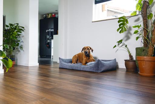 Actual product image Beeztees Veo (Dog)