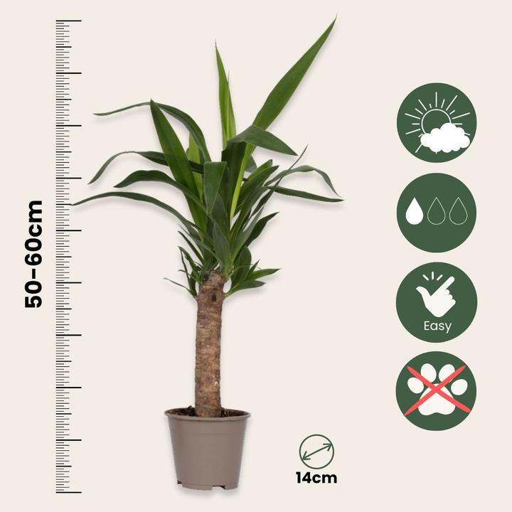 Actual product image Plant in a Box Yucca elephantipes - (50 cm)