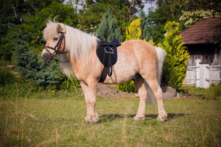 Produktbild Kerbl Sattelset Economy Pony schwarz
