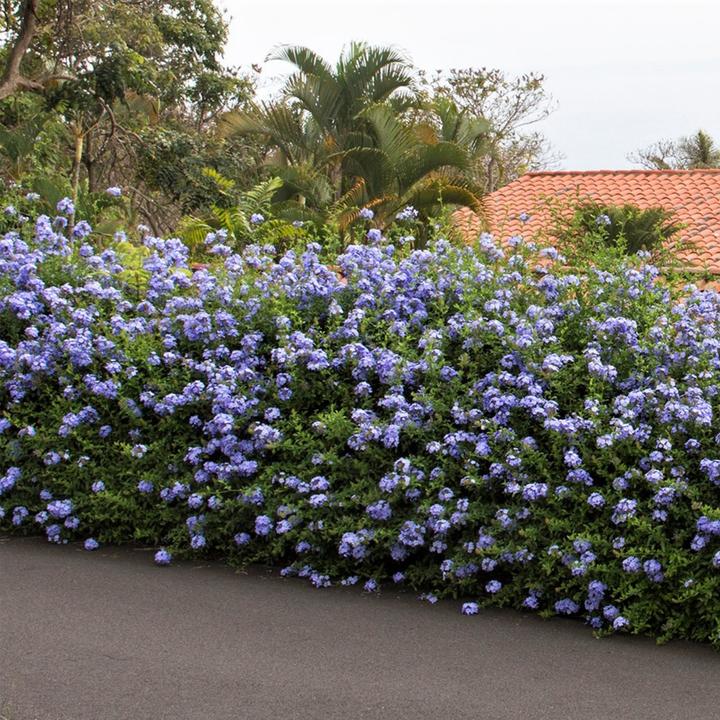 Immagine prodotto Plant in a Box Plumbago auriculata - Set di 3 esemplari Maschio Fedele (25 cm)