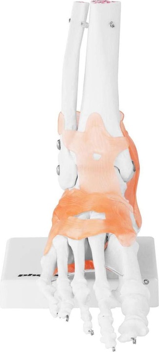 Actual product image Physa Foot skeleton model