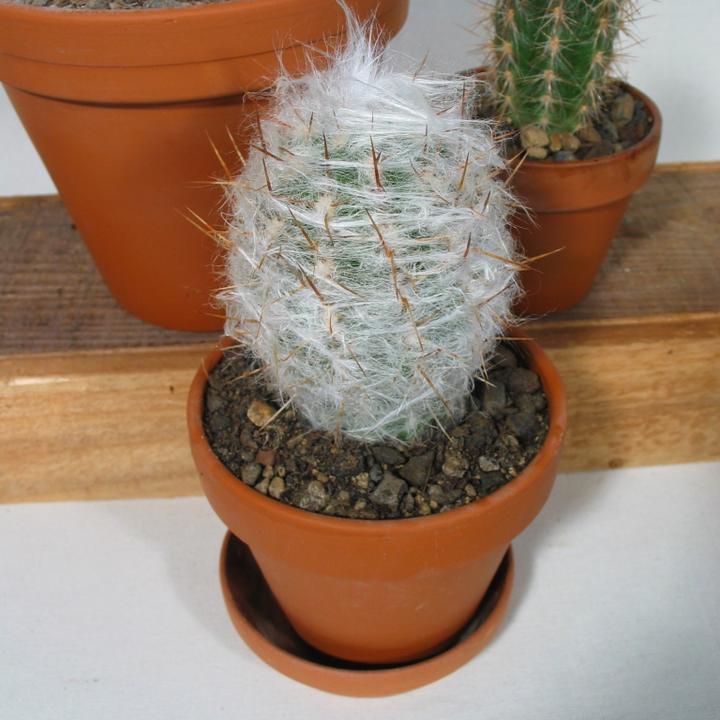 Image du produit Kakteen Gautschi Les vieillards poilus (20 cm)