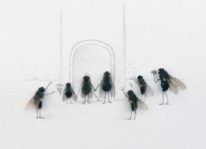 Produktbild Das geheime Leben der Fliegen (Deutsch, Magnus Muhr, 2011)