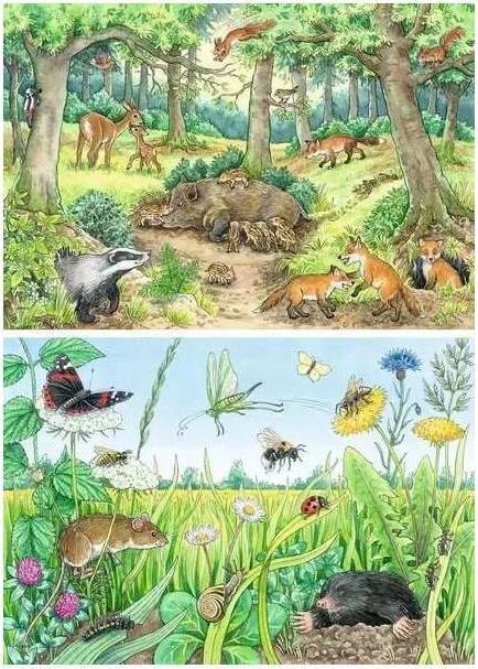 Produktbild Ravensburger Wieso? Weshalb? Warum? Tiere im Wald und auf der Wiese (12 Teile)