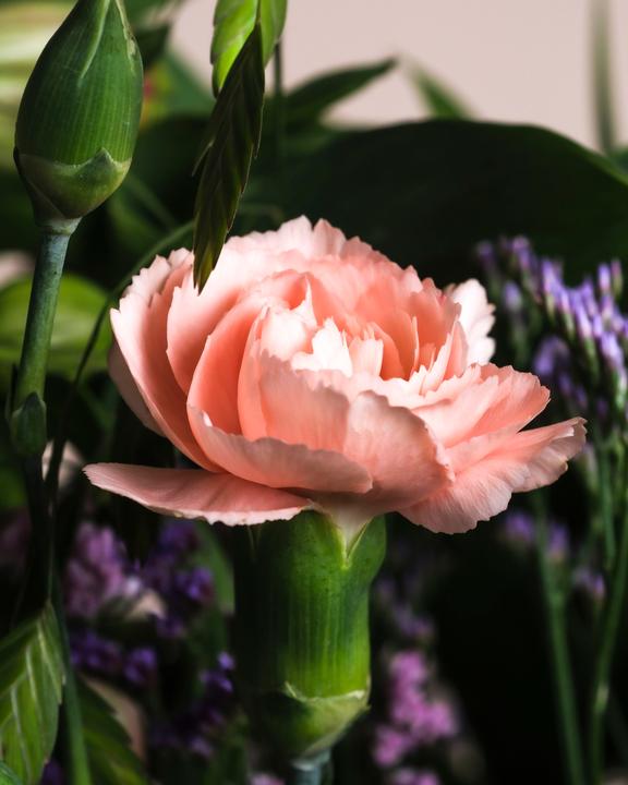 Image du produit feey So kunterbunt wie du Deluxe (Fleurs coupées, 17x)