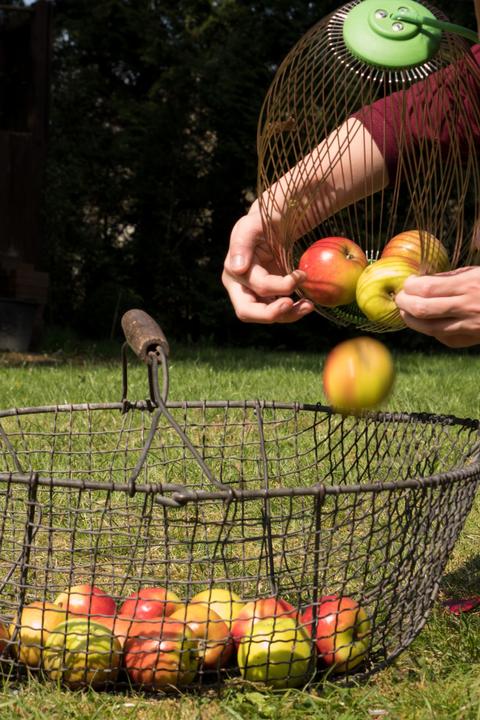 Image du produit Freund Victoria Collecteur de noix et de fruits